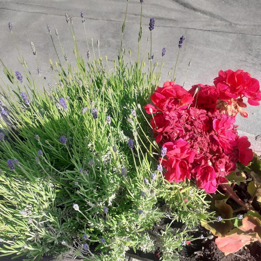 Appartamento Signorile Con Giardino 아오스타 외부 사진